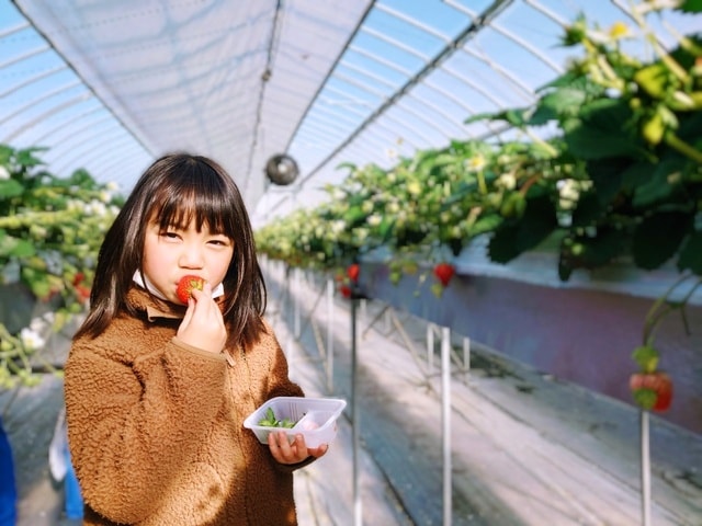みはらしファームのいちご狩り