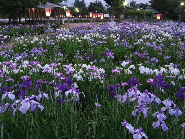 あやめ公園　あやめまつり