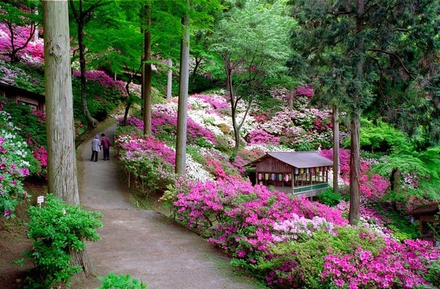 大興善寺 華やかなつつじの祭典