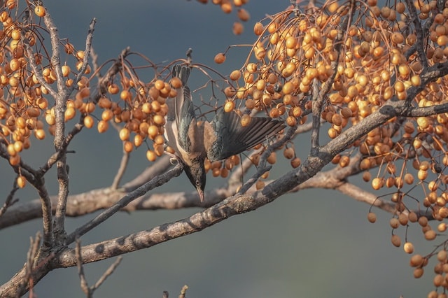 日本野鳥の会高知支部共催「野鳥の写真展 in のいち動物公園」