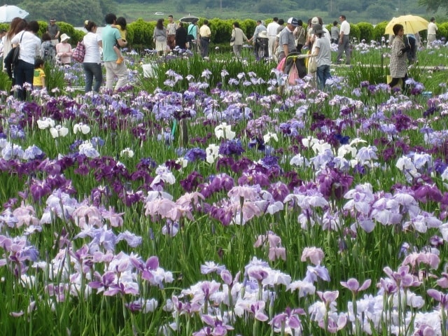 あわら北潟湖畔花菖蒲まつり