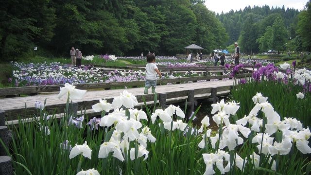 花菖蒲まつり