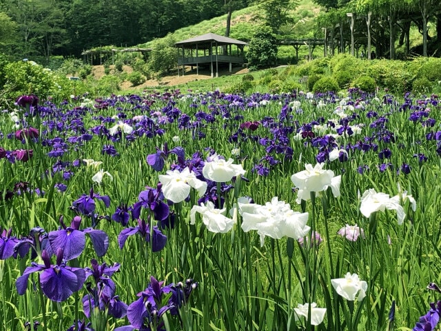 【花・見ごろ】修善寺虹の郷　花しょうぶ
