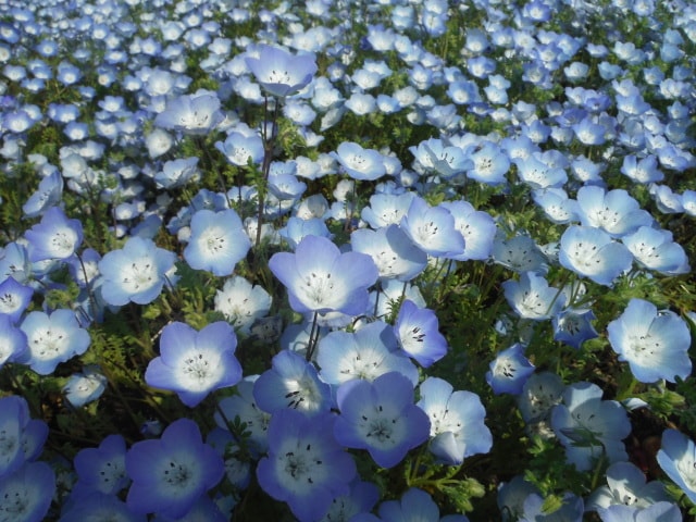 春の花物語