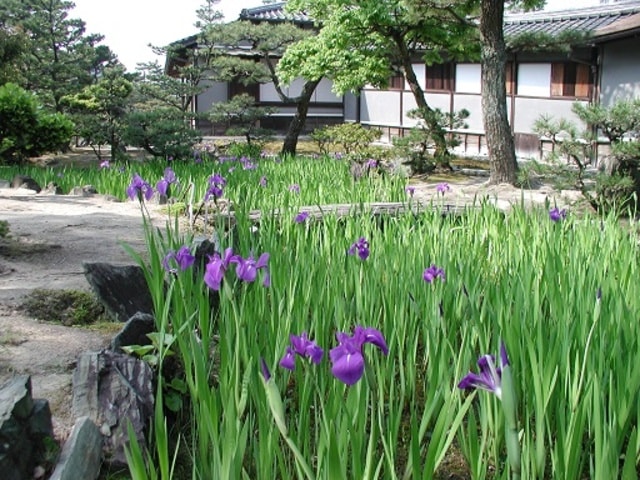 【花・見ごろ】養翠園のカキツバタ
