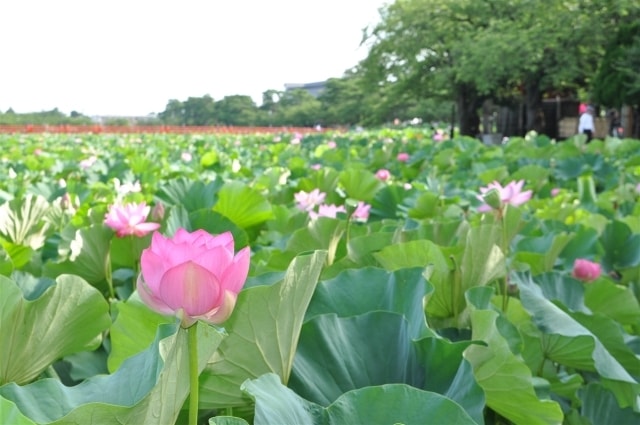 第46回高田城址公園観蓮会