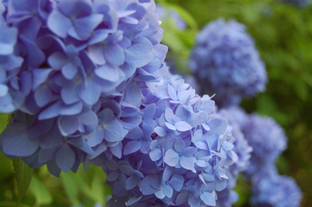 熊野那智大社　紫陽花祭