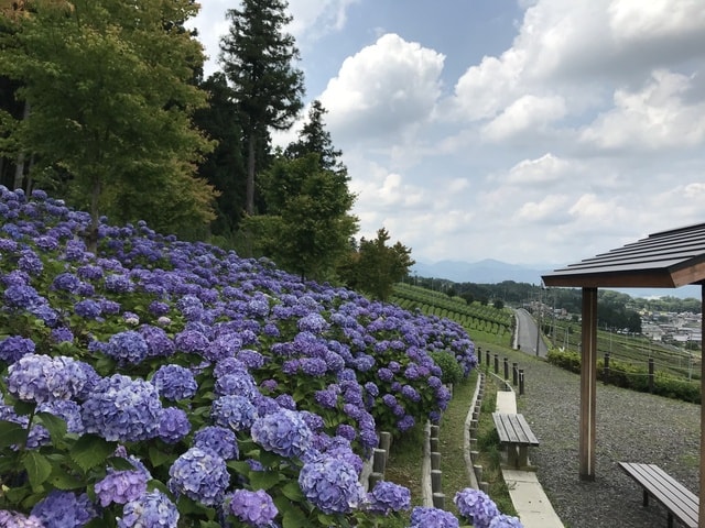 【あじさい・見ごろ】霞間ヶ渓花畑