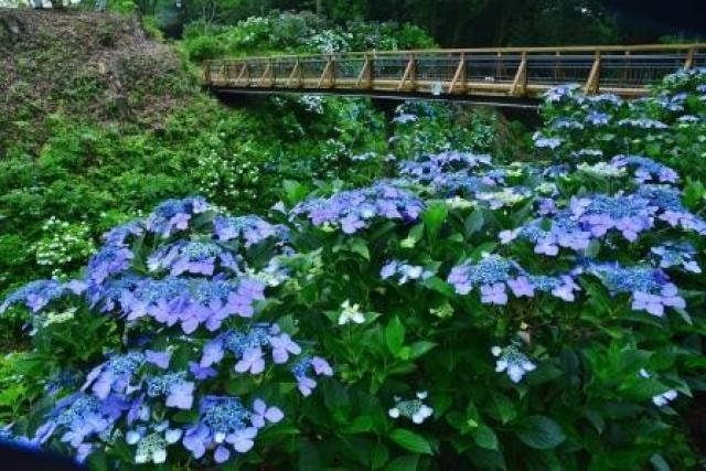 芭蕉の里くろばね紫陽花まつり