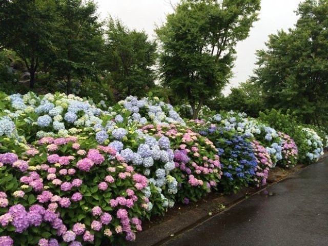 えぼしあじさいまつり