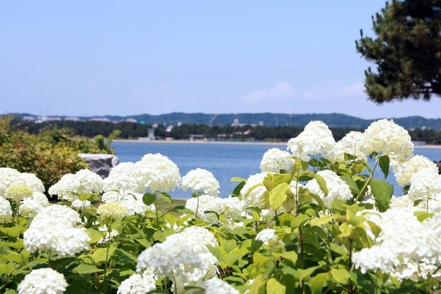第25回 八景島あじさい祭