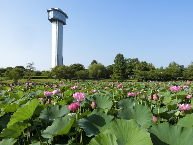 【花・見ごろ】古代蓮の里　蓮