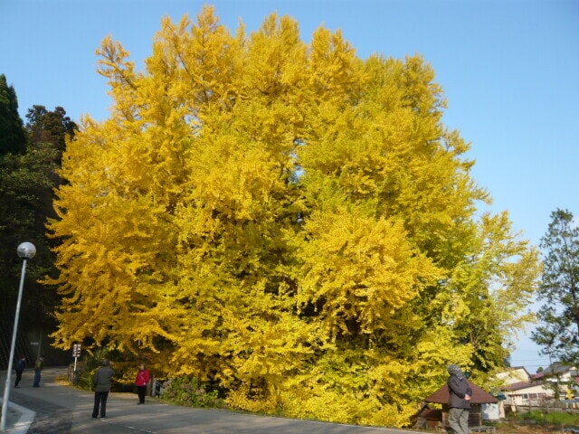 【紅葉・見ごろ】北金ヶ沢の大銀杏（日本一の大イチョウ）