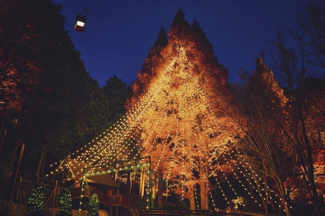 森のクリスマスツリー
