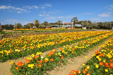 白浜飯田屋温泉