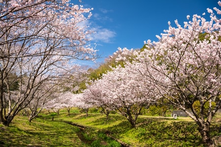 あしがらの温泉