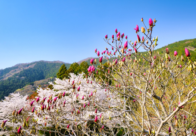道志の湯温泉／自然を感じて湯で癒やされる温泉地