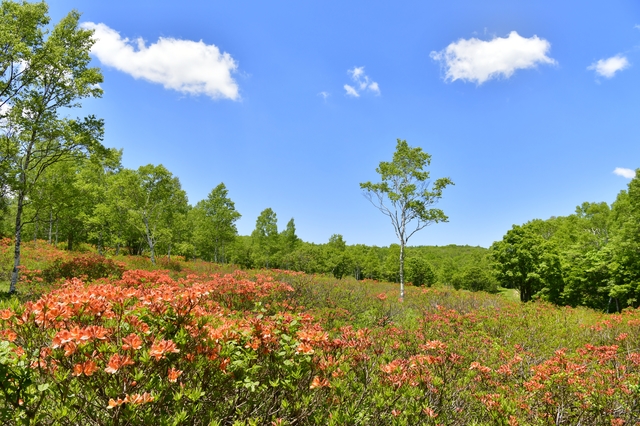 花咲温泉/レンゲツツジの名所、大自然いっぱいの温泉