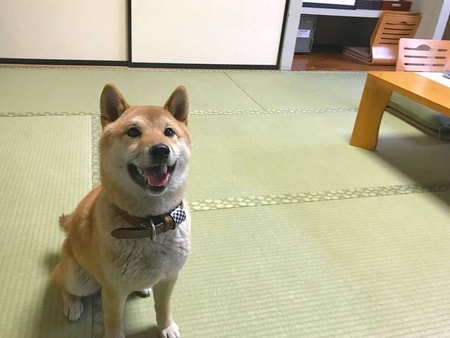【わんちゃんルーム/和室8畳（バスなし）】愛犬同伴専用ルームもご用意しております。