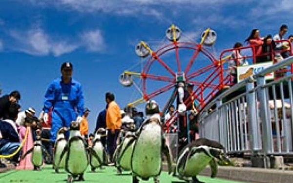 【周辺観光/室蘭水族館】北海道内最古の水族館で、フンボルトペンギンの大行進が名物