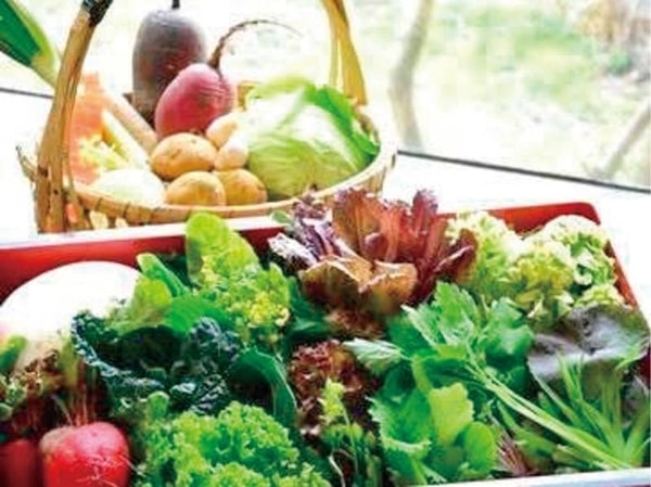 【自家菜園の野菜】とれたてで味わえる野菜たち