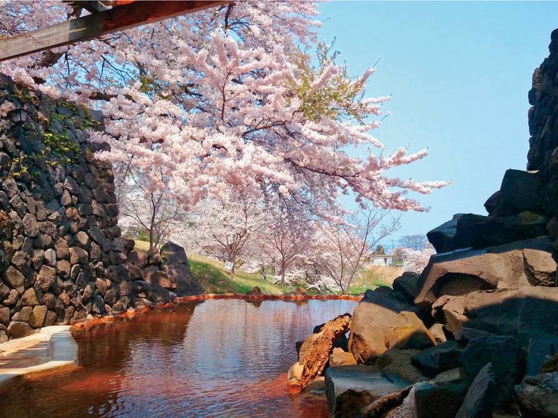 【露天風呂・石山の湯（春）】春は満開桜の花見風呂