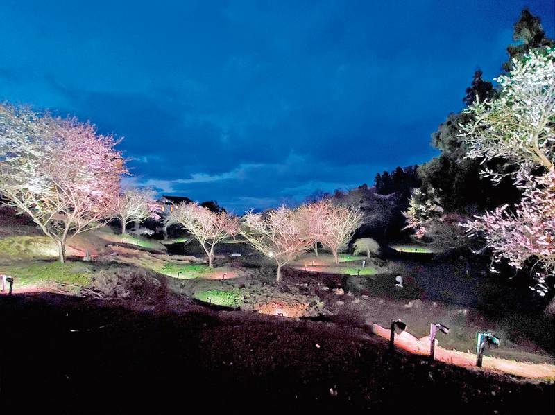 【露天風呂・石山の湯（春・夜）】中庭の夜桜ライトアップ