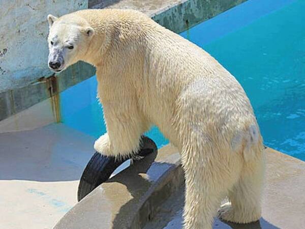 【観光】水族館GAOの人気北極くま豪太くん