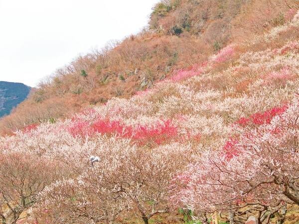 【湯河原梅林･例年2月～3月上旬】雄大な幕山の自然を背景に、約4,000本の紅梅・白梅が『梅のじゅうたん』のごとく咲き誇る