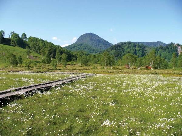 【田ノ原湿原/ホテルから車約5分】例年6月中旬～7月上旬にかけてワタスゲが見ごろ