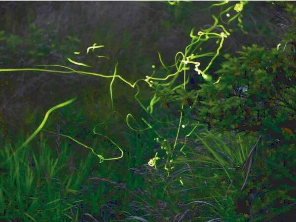 【周辺散策/源氏ボタル】ピークは7月上旬から8月上旬ごろ。
観賞場所まで車で約15分