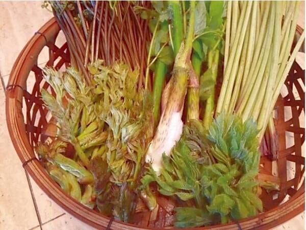 ［期間限定］四季彩会席/４月の一例 新鮮な山菜※5月以降は変更となります。