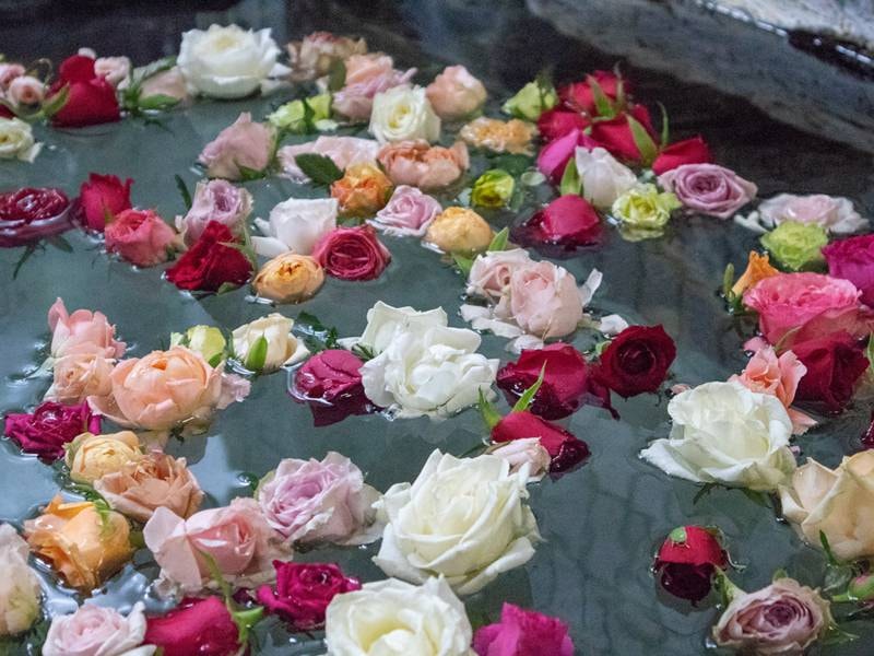 *【貸切風呂／バラ風呂】契約バラ農園から直接届く摘みたてのバラを贅沢に浮かべたお風呂