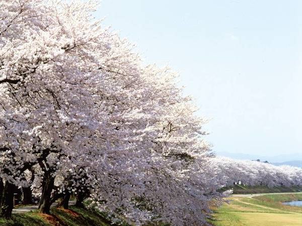 夜のしっとりとした桜とは違い、朝には壮大な桜並木が見られる。