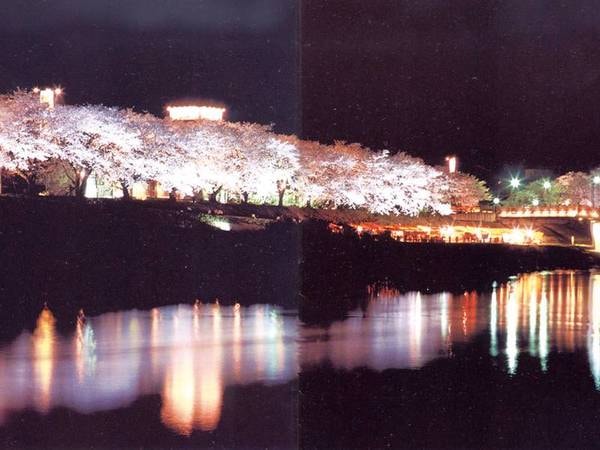 ホテル前の足羽川に映える夜の桜並木ライトアップ