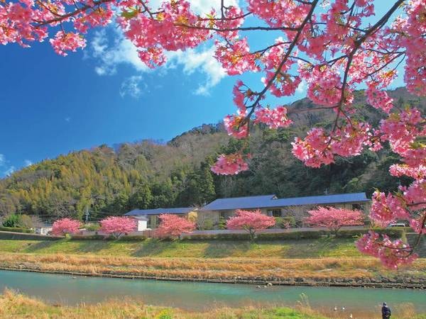 【全景】奥の建物がお宿。2月中旬以降、お部屋からはお花見ができる「河津桜眺望客室」は足の悪い方にもおすすめ！