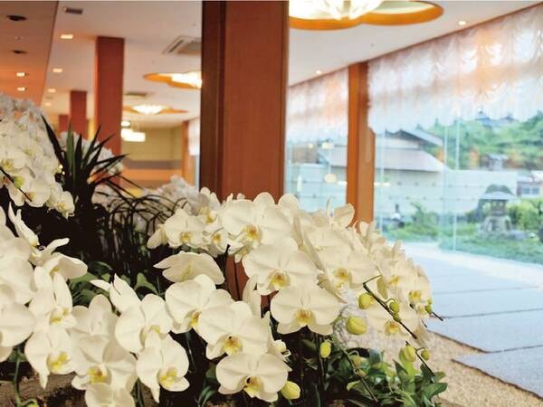 【胡蝶蘭通り】館内は一年中美しい胡蝶蘭が咲き誇る