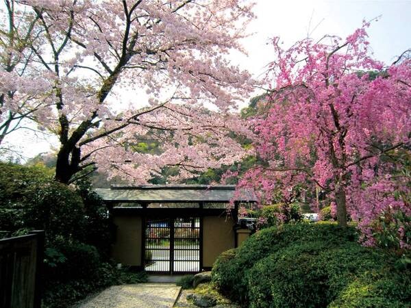 南門の桜　※春一例