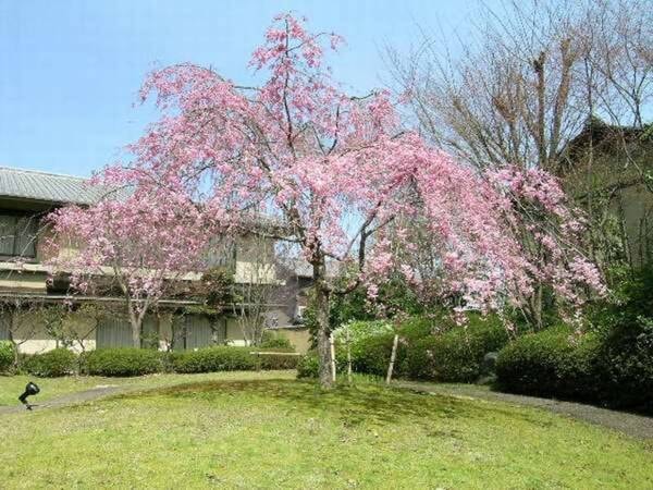【中庭】春は咲き誇る枝垂れ桜をお楽しみください