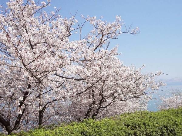 赤穂御崎の桜/例