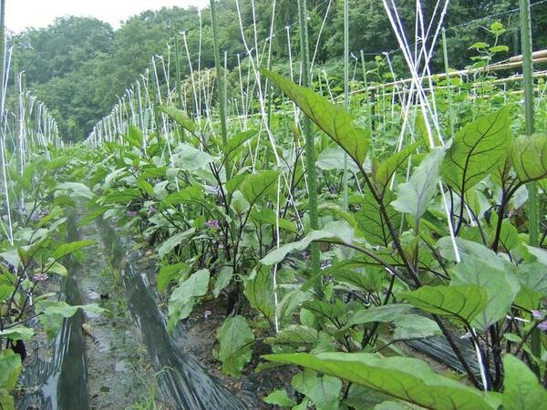 【自家栽培の有機野菜】宿の裏で育てられた新鮮野菜が夕食時に並ぶ