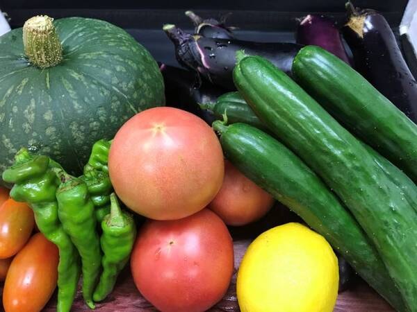 【自家栽培の有機野菜】宿の裏で育てられた新鮮野菜が夕食時に並ぶ