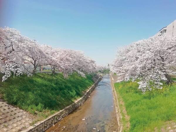 【周辺情報】佐保川は宿から車で約10分（桜の見ごろは例年3月下旬～4月上旬）