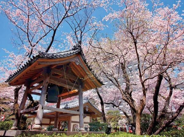 日本庭園の桜をお楽しみいただけます。