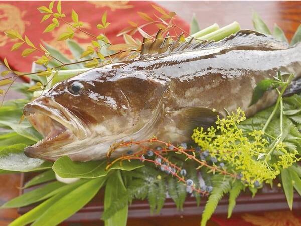 【幻の魚！クエ食べつくし】一度食べたら忘れられない！魅惑の味わい「高級魚クエ」（お料理イメージ）