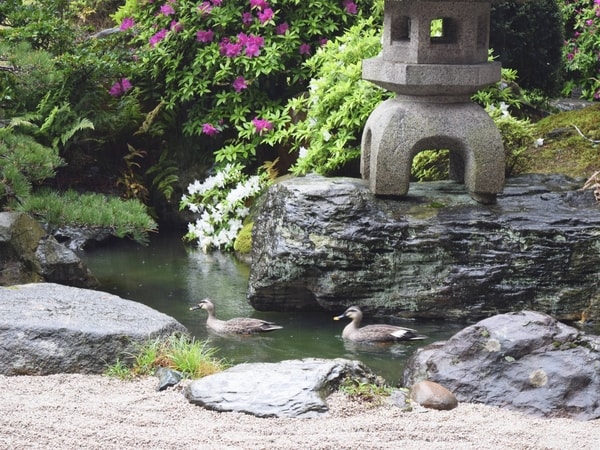 初夏の日本庭園（カモが遊びに来てくれました）