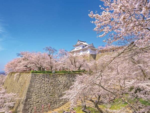 【鶴山公園（津山城）の桜】宿から車で約30分。例年見頃4月上旬～中旬