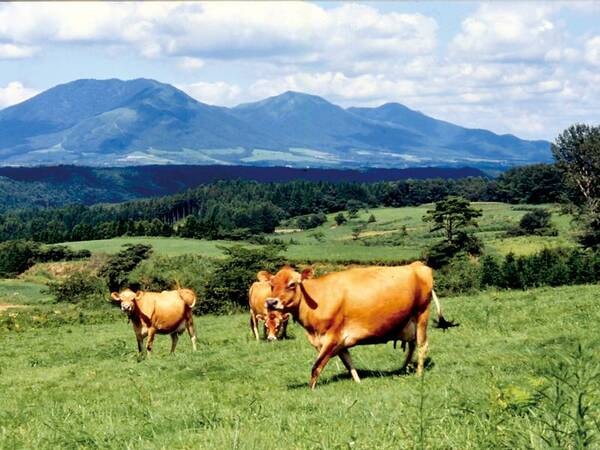 【蒜山高原まで車で約30分】牧場が広がり、日本一のジャージー牛の産地としても有名