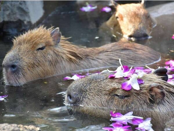 【観光スポット】伊豆シャボテン動物公園前売り入園券付きプランもご用意♪