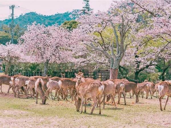 【宮島/春のある日】